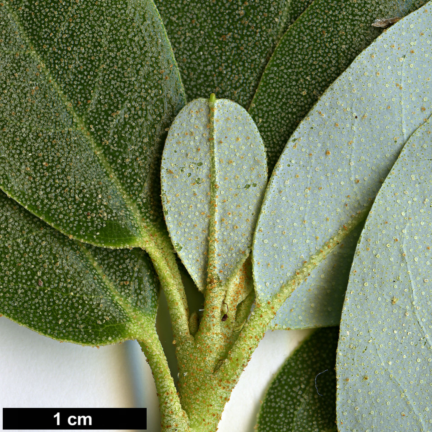 High resolution image: Family: Ericaceae - Genus: Rhododendron - Taxon: pruniflorum